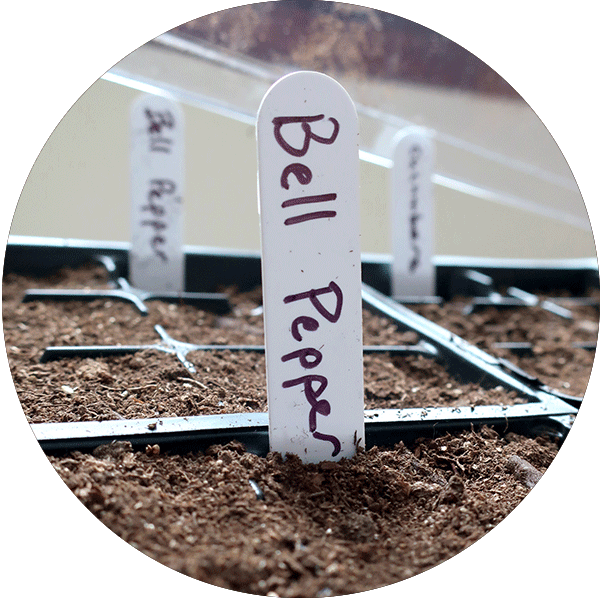 A label with Bell Pepper in a seed starting tray.